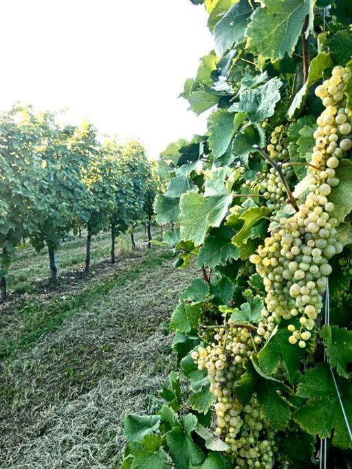Relax Nelle Colline Del Prosecco Apartment Pederobba Exterior photo